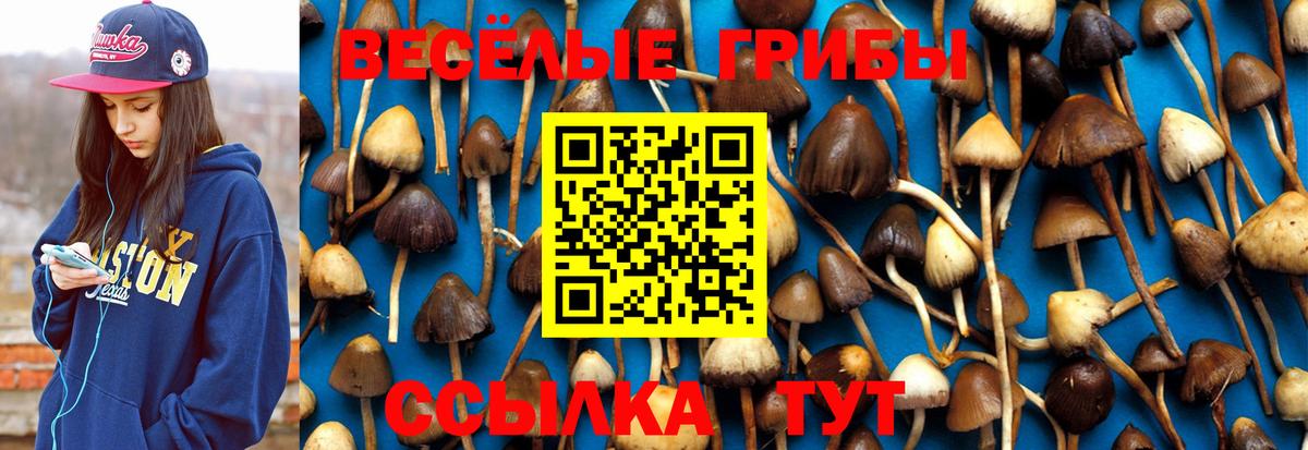 Ярцево  Псилоцибиновые грибы MAGIC MUSHROOMS  Вход с VPN 
